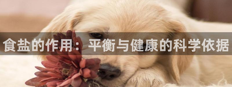 保定威九网络科技有限公司招聘