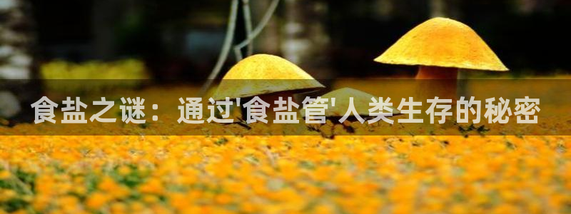 威九国际APP大全